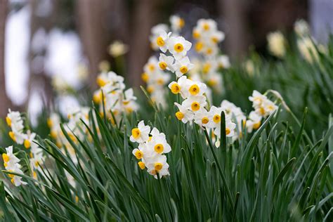 水仙 花|日本水仙を毎年きれいに咲かせるには？ 育て方や特徴、咲かな。